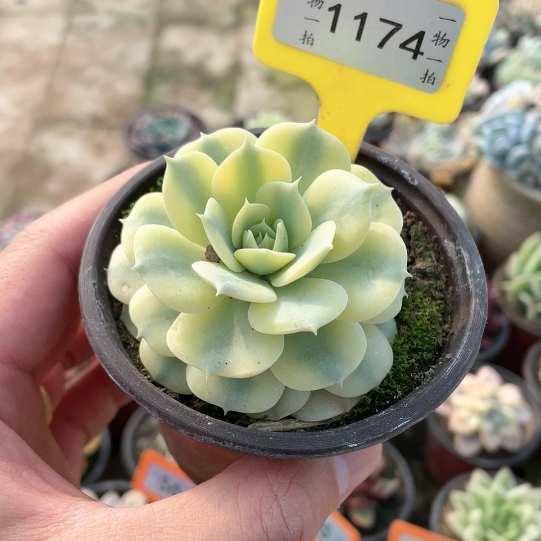 【闪购商品】1174号