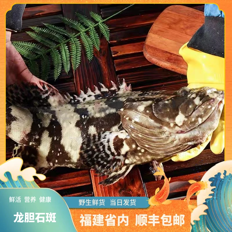 福建船捕【龙胆石斑鱼】深海捕捞鲜活冰冻顺丰发货