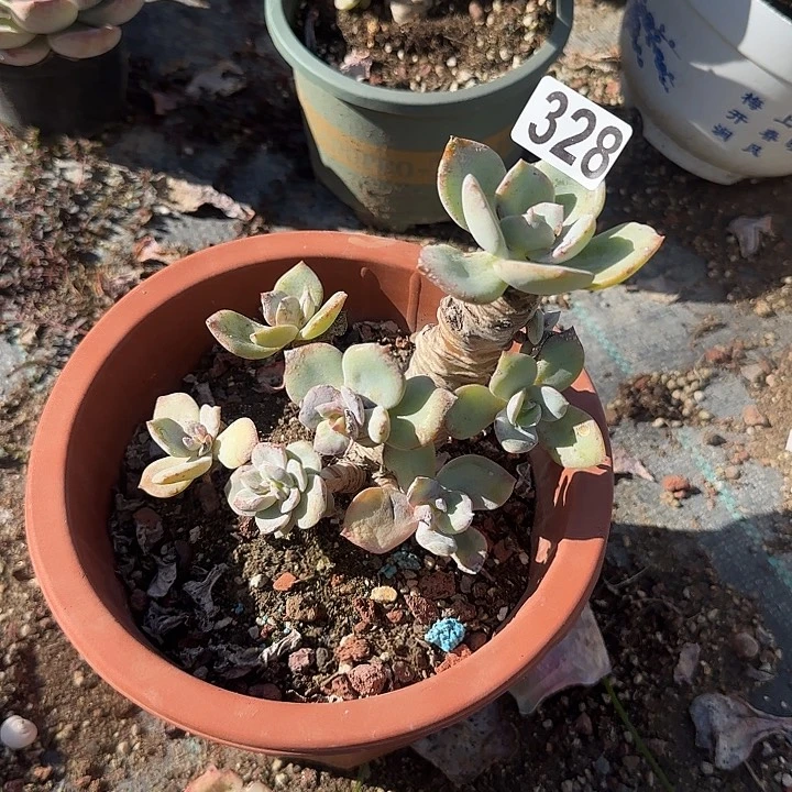 小***?328白凤脱土发货不退不换