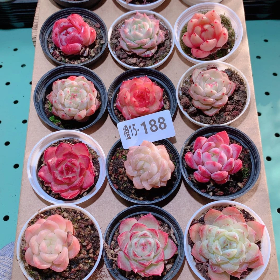15-188一物一拍多肉带盆18 颗
