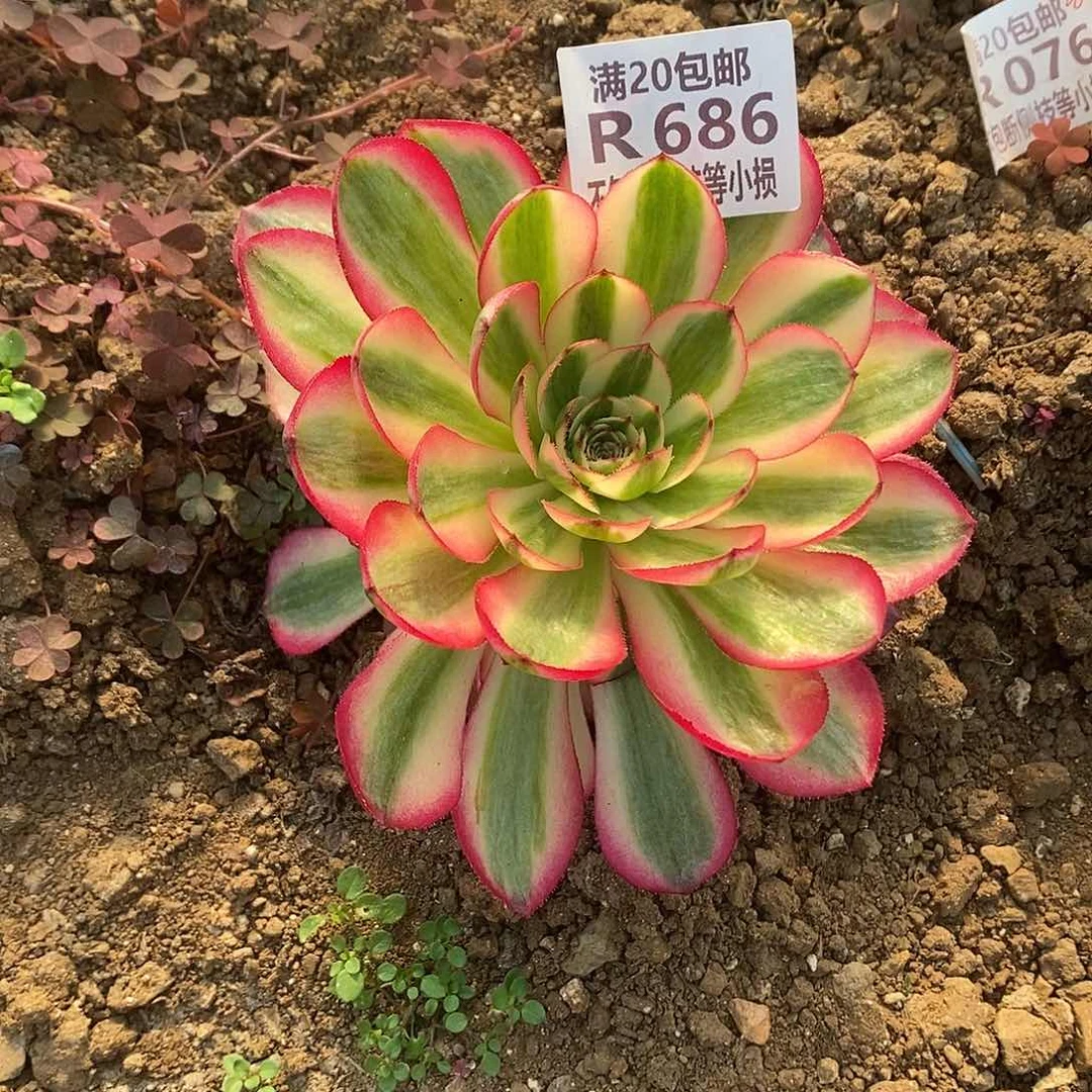 686倾城带花脸多肉