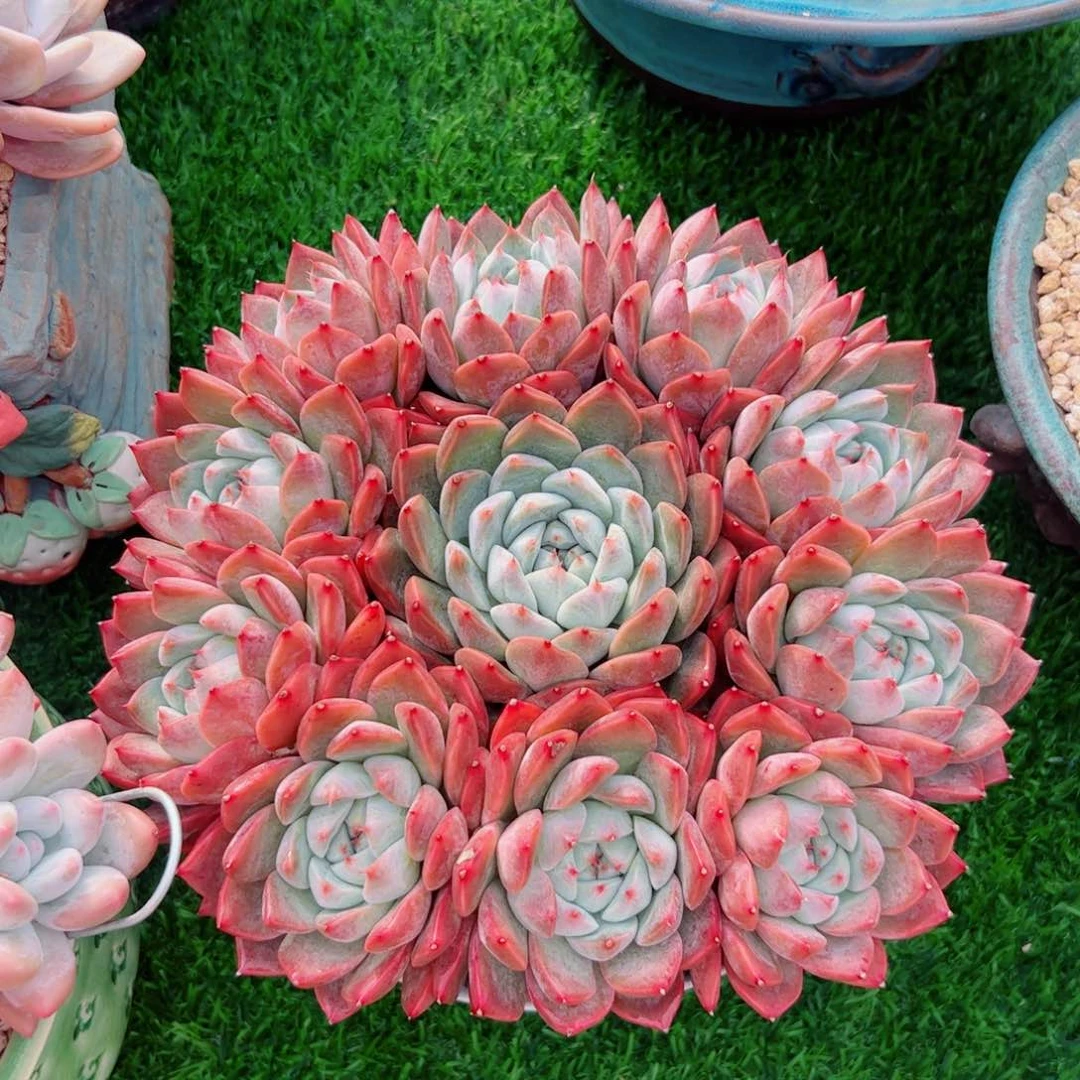 梅*多肉植物多肉植物