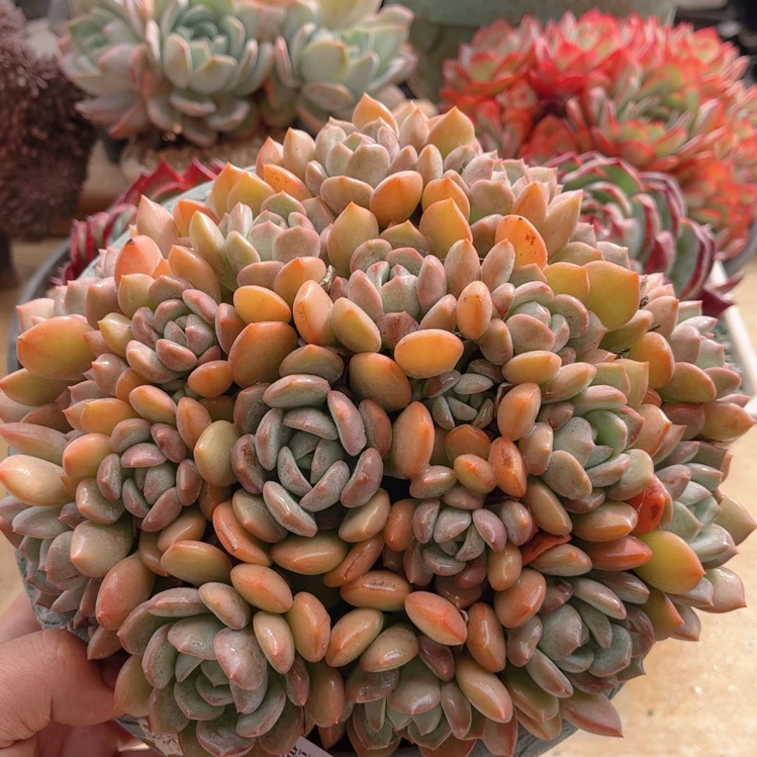 185蜜桃格林德华多肉