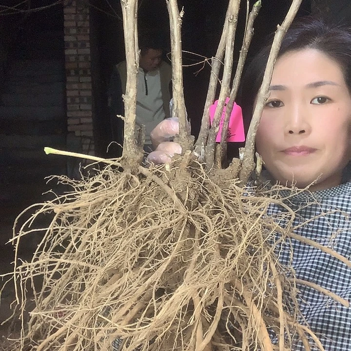 虎***当前无花栽培后可以开花