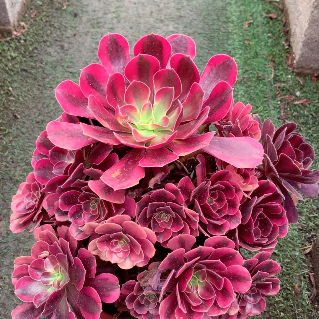美杜莎，多肉植物的