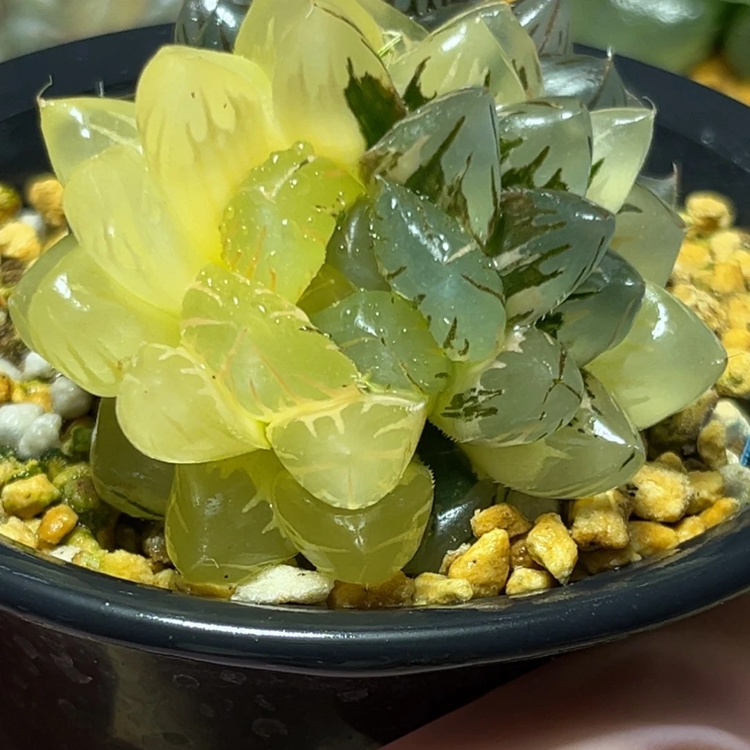 恭喜发财大吉大利0180