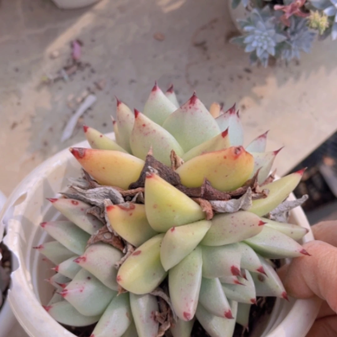 【闪购商品】白皮乌木09162