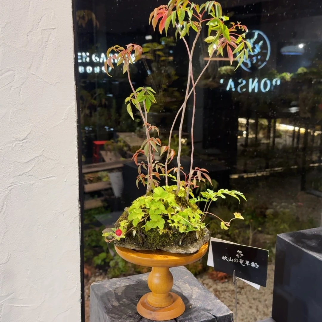无花朵山野草石片盆