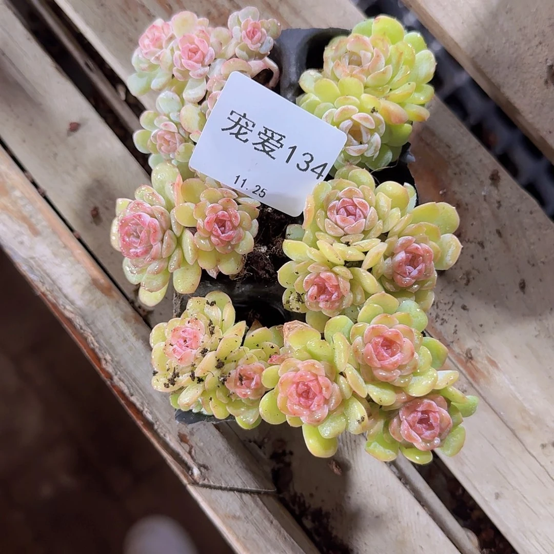 直播福利一物一拍134