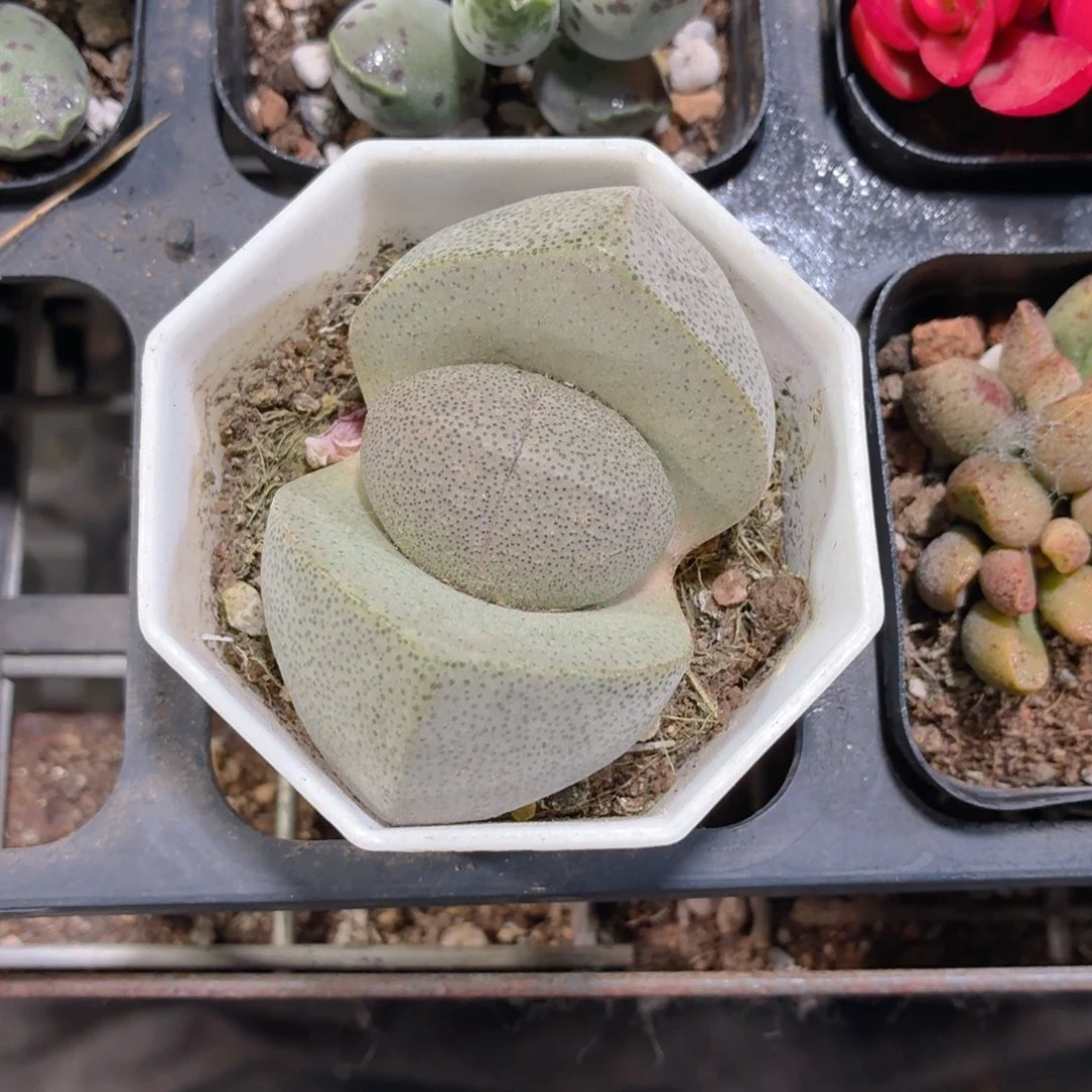 元宝多肉9.9包邮发货