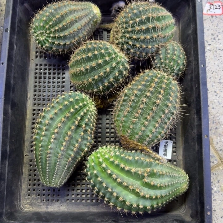 370彩草28歪无根侧牙6公分左右，20包邮