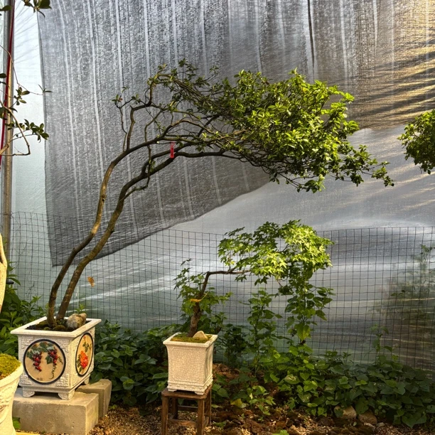 盆景造型海岛春花罗汉松黄荆枸骨树落地茶台飘枝精品盆景清香木