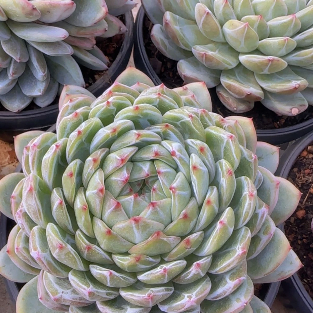 【闪购商品】母本雪花珍妮88