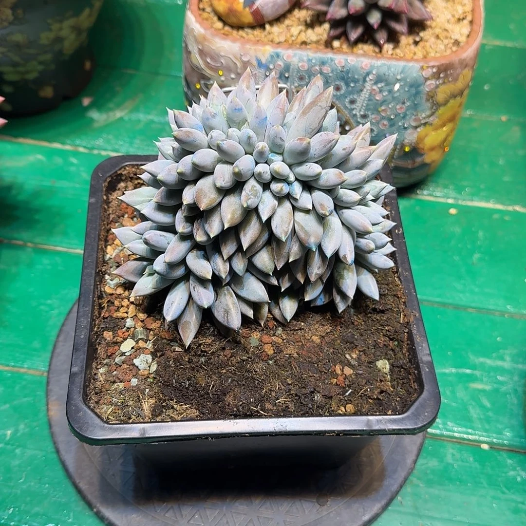 多肉植物一物一拍