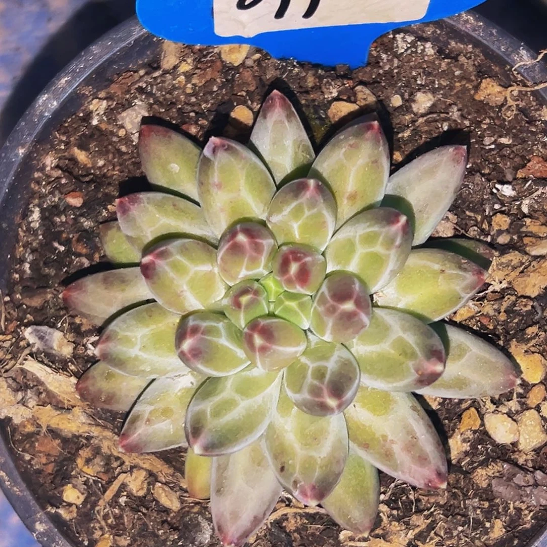 桔云多肉美人精品系列