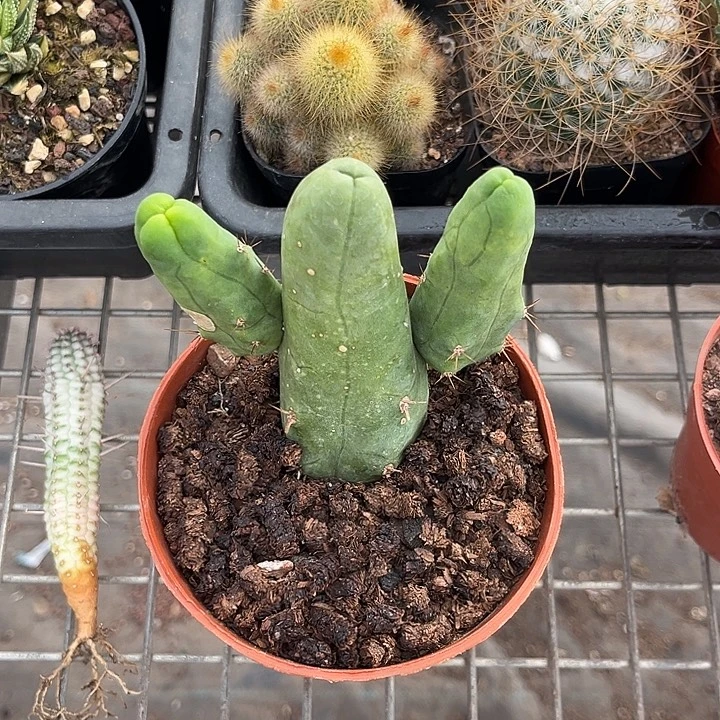 我也不知道我为什么要这样