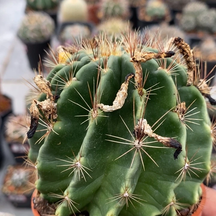 【闪购商品】绿花龙王