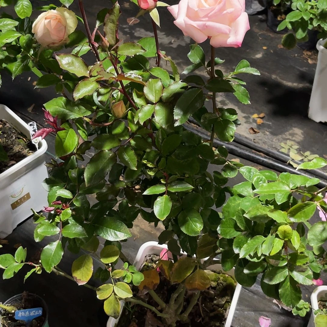 无花朵——-瓦尼亚 福利款 大大苗