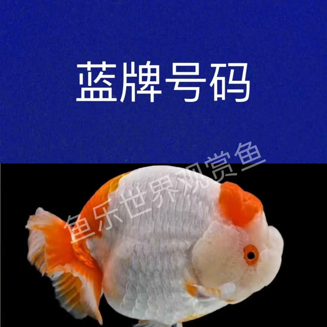 39 顺丰 冷水金鱼观赏鱼对号发货看好下单冷水鱼兰寿泰狮等等