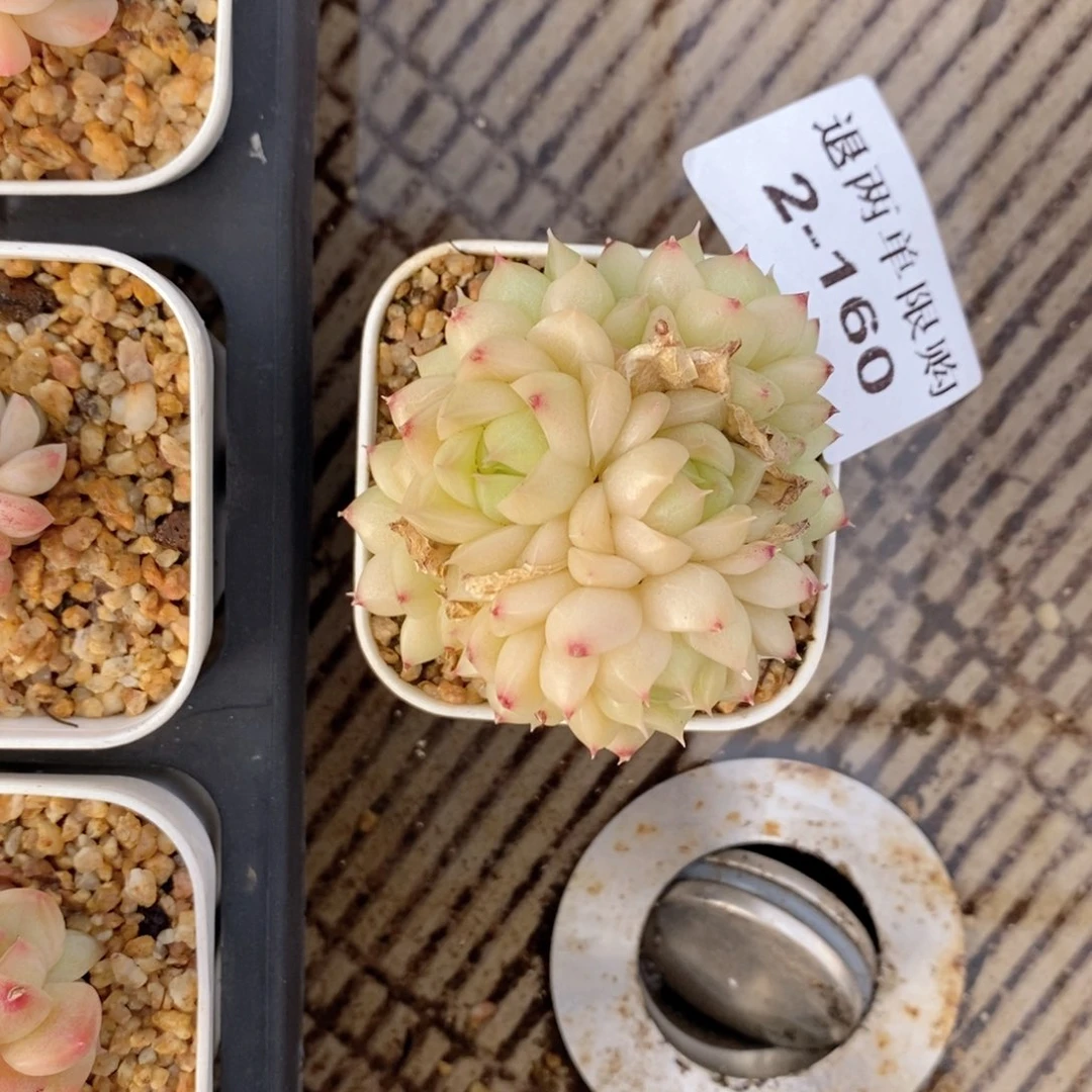 小*窝2-160 新疆西藏内蒙不发其他一单包邮两到三公分多肉