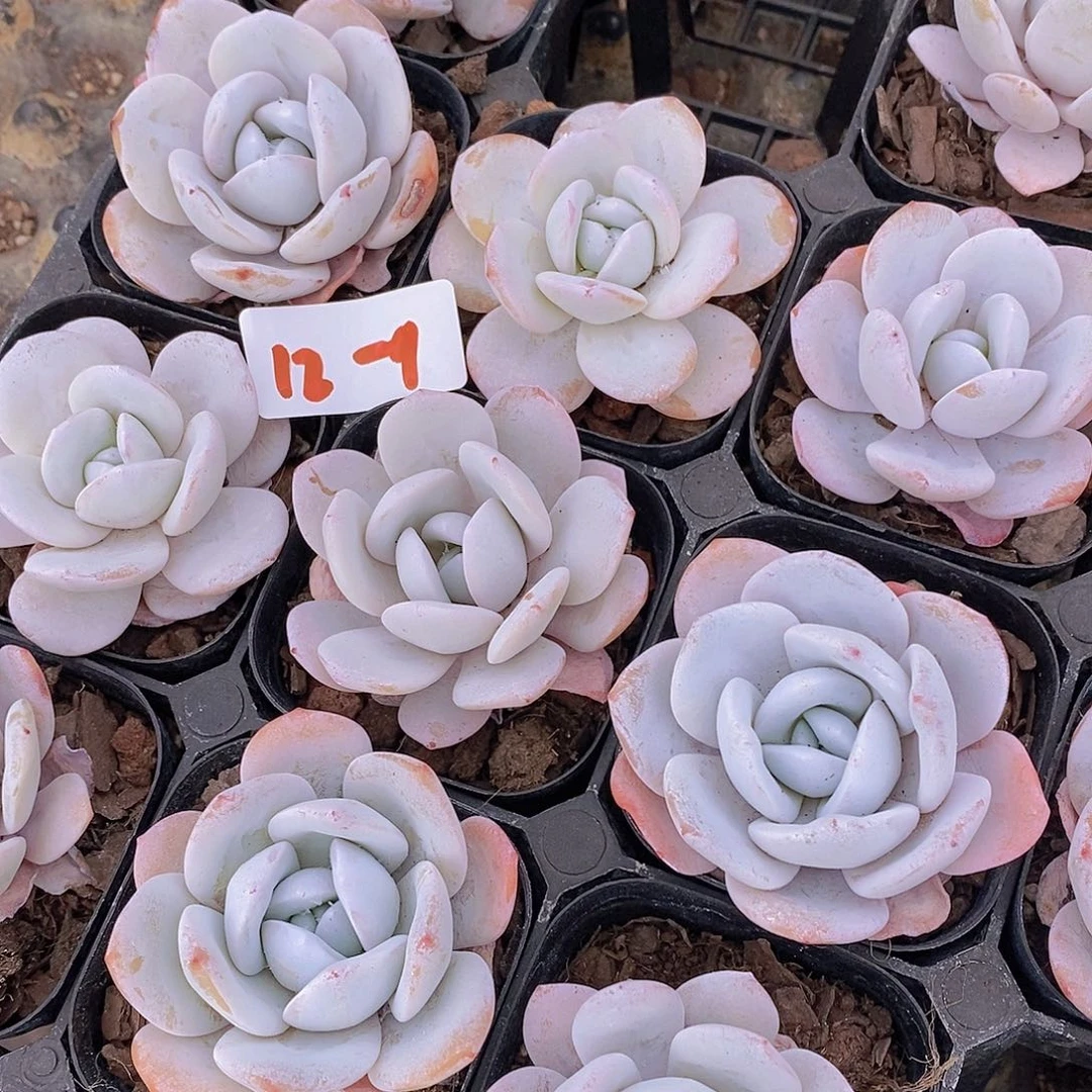 12-9小雪莲单头一颗量拍