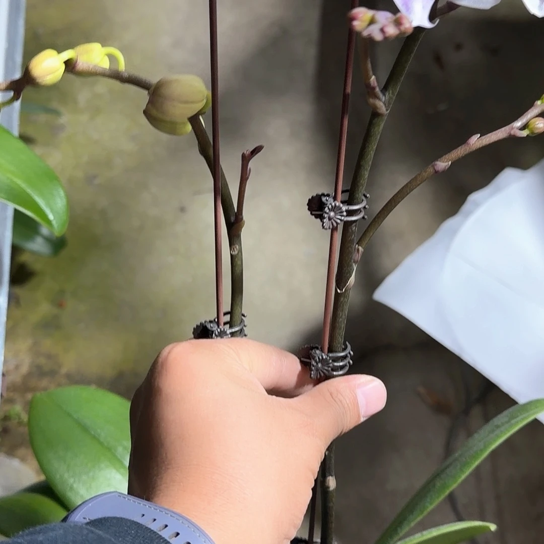 无花朵3.5梵音双梗