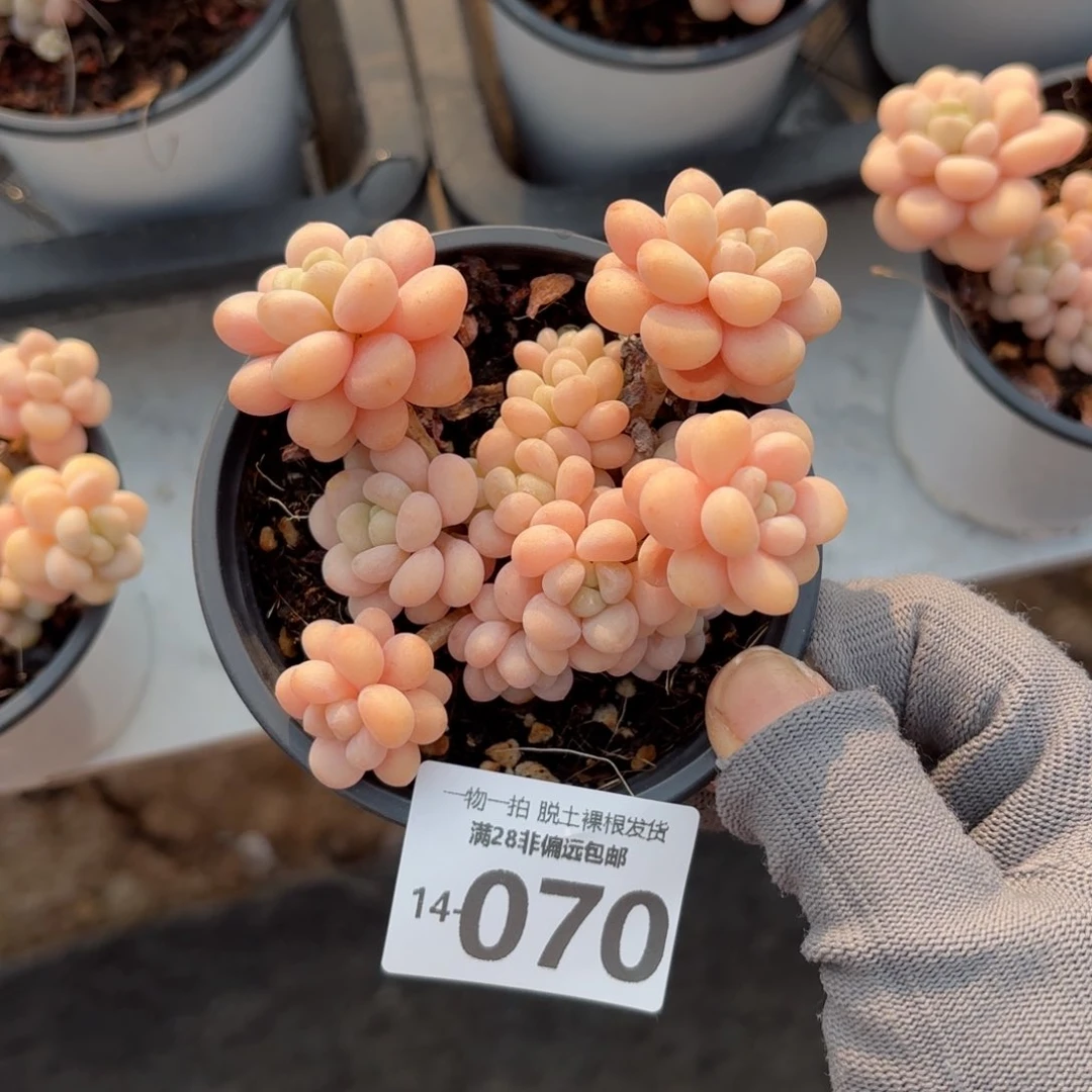 韩系洛可可老桩多肉