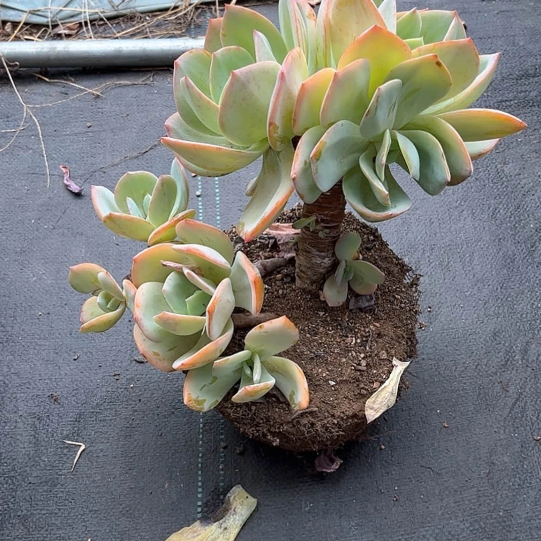 【闪购商品】无花朵武**1