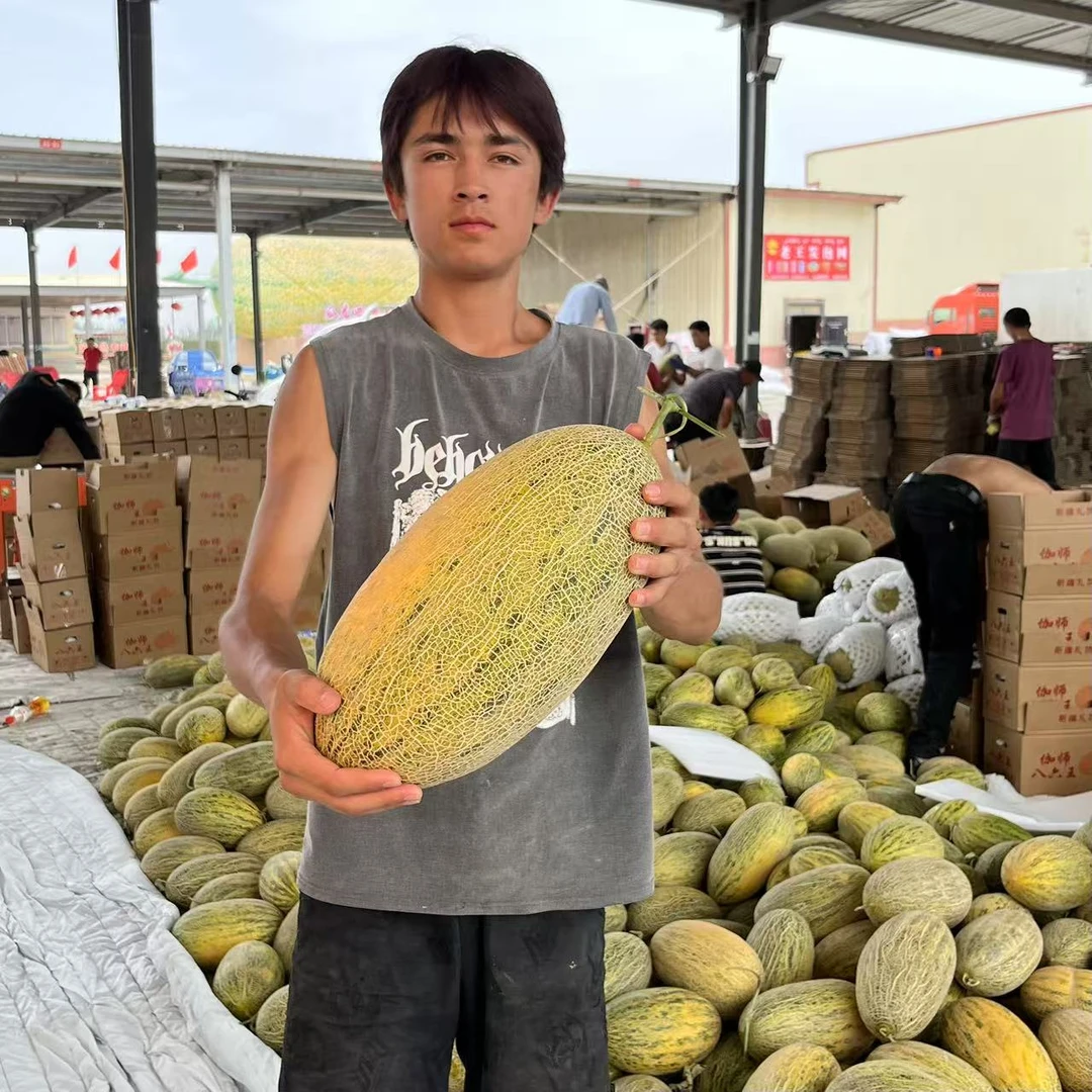 新疆直发正宗伽师瓜八六王应季新鲜脆甜多汁水果