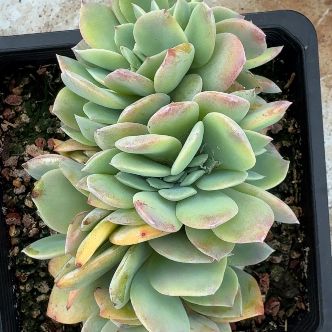 白凤朵朵，福利啊啊啊