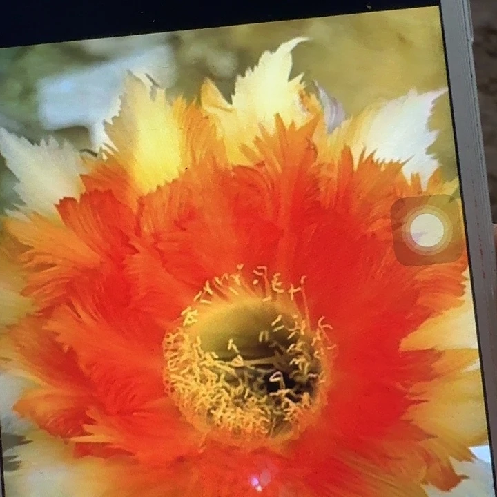 魔羽侧芽5公分彩草