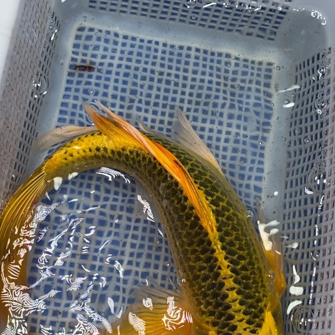 锦鲤冷水锦鲤包邮