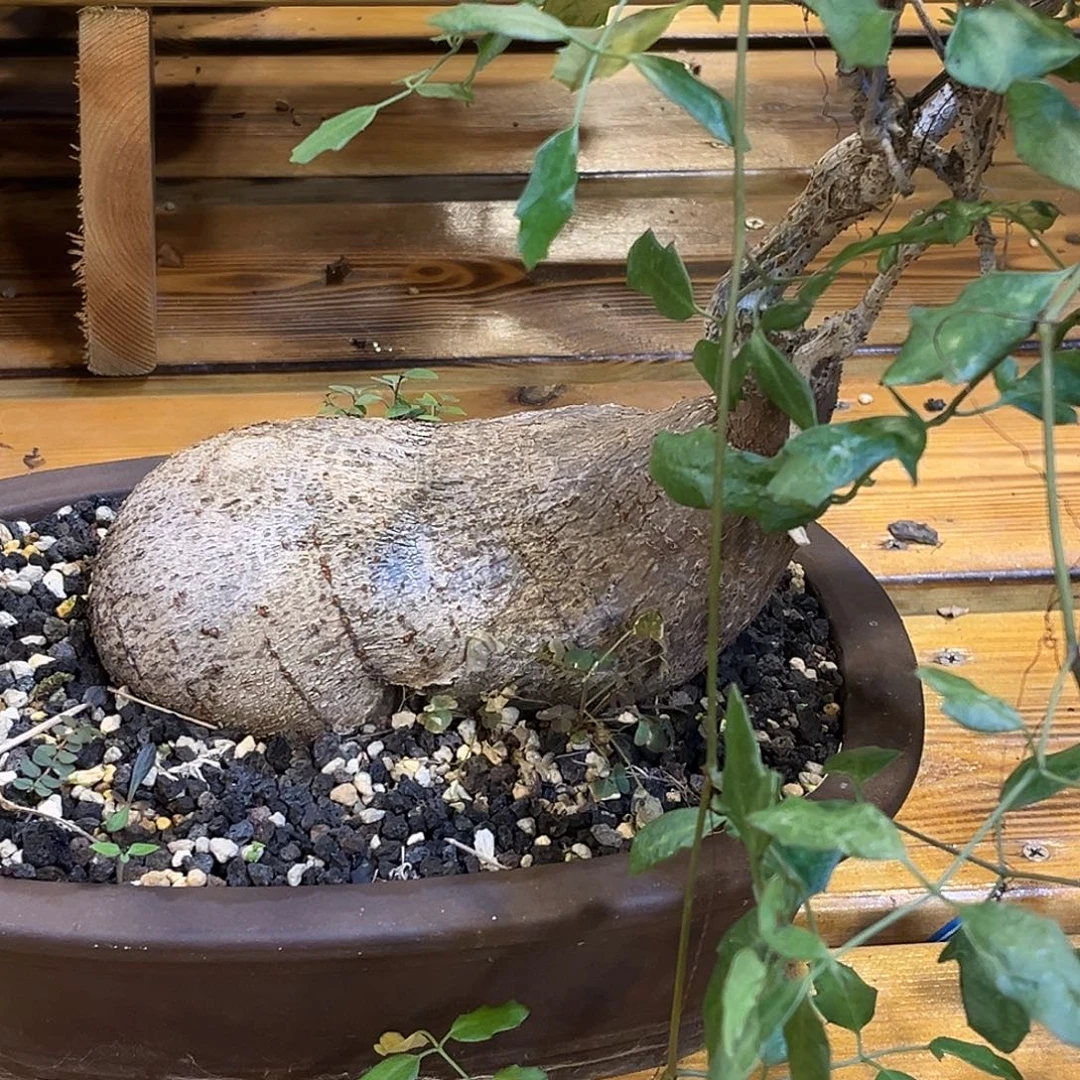 精品象足葡萄翁，花生