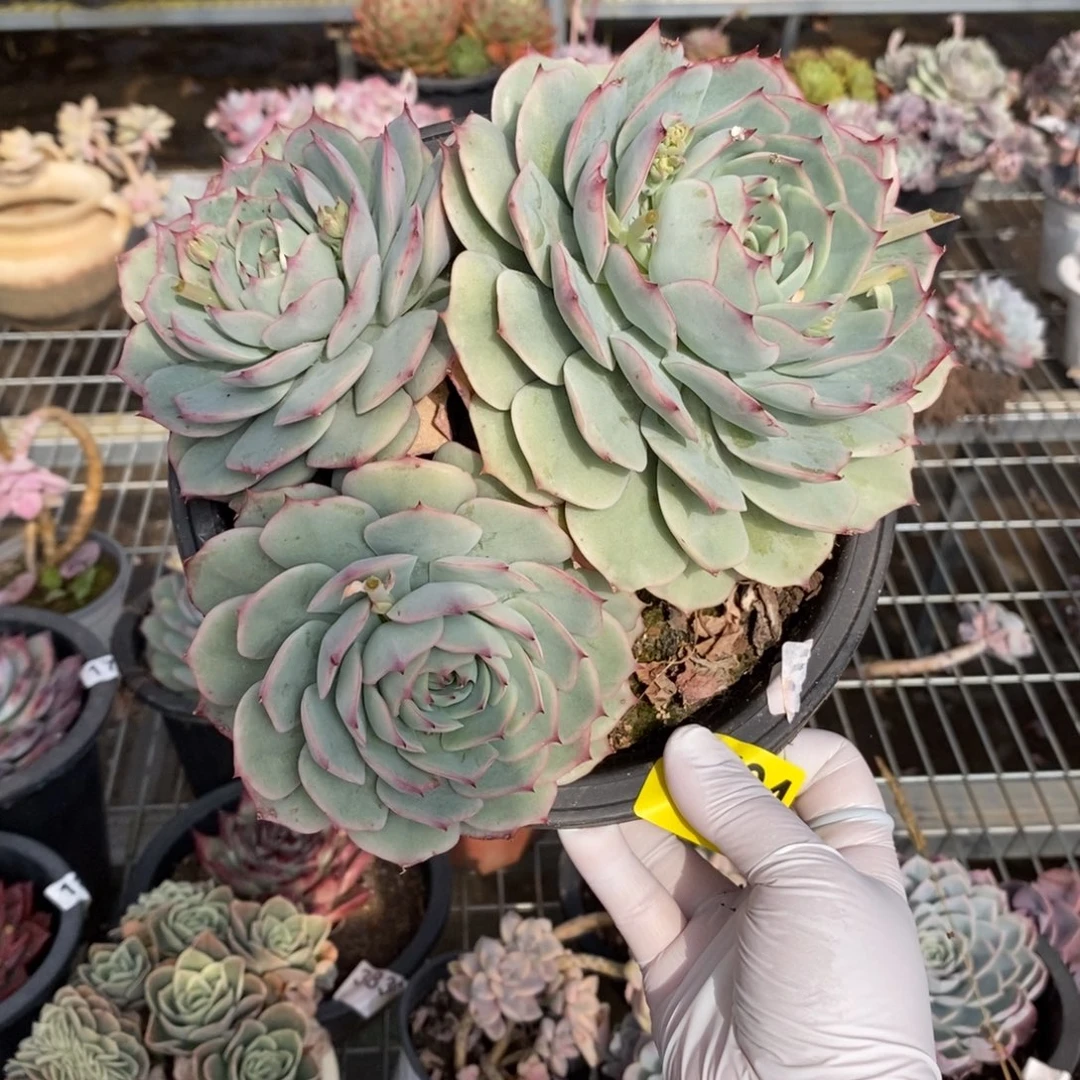 704粉色提示一物一拍