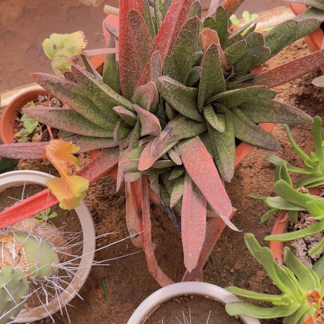 p****?块根植物块根植物