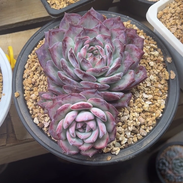 红拉糖 双头 夏鸣园艺