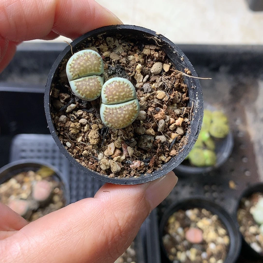 Y255多肉植物保护