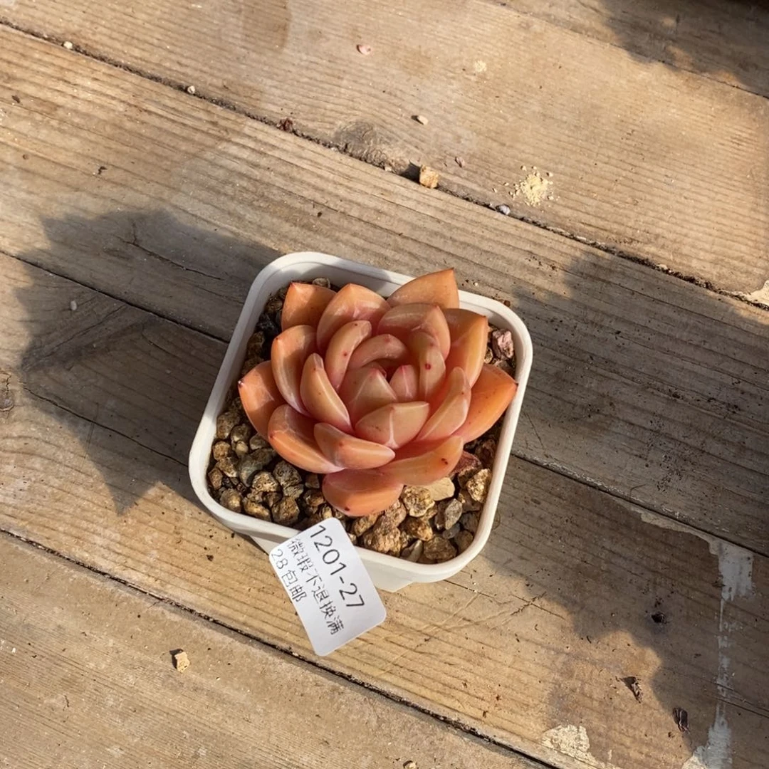 苹****27号多肉植物小宝贝