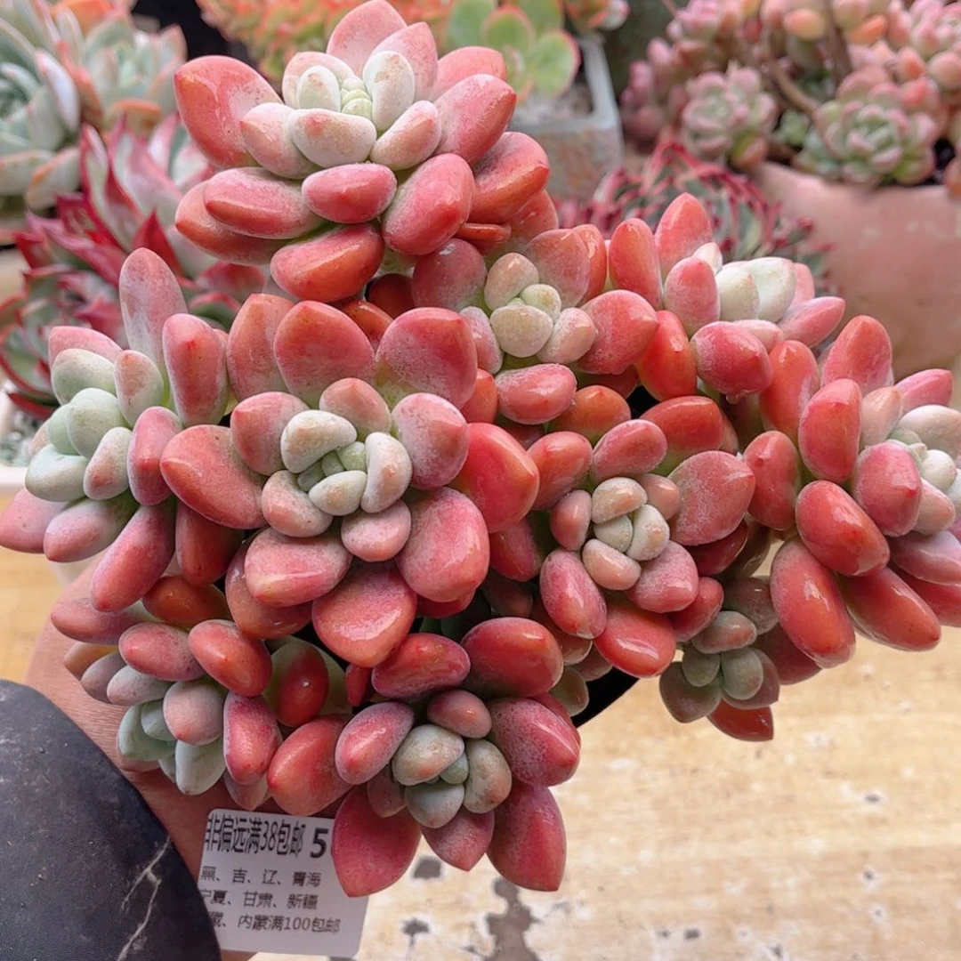 561樱花洛神德华多肉