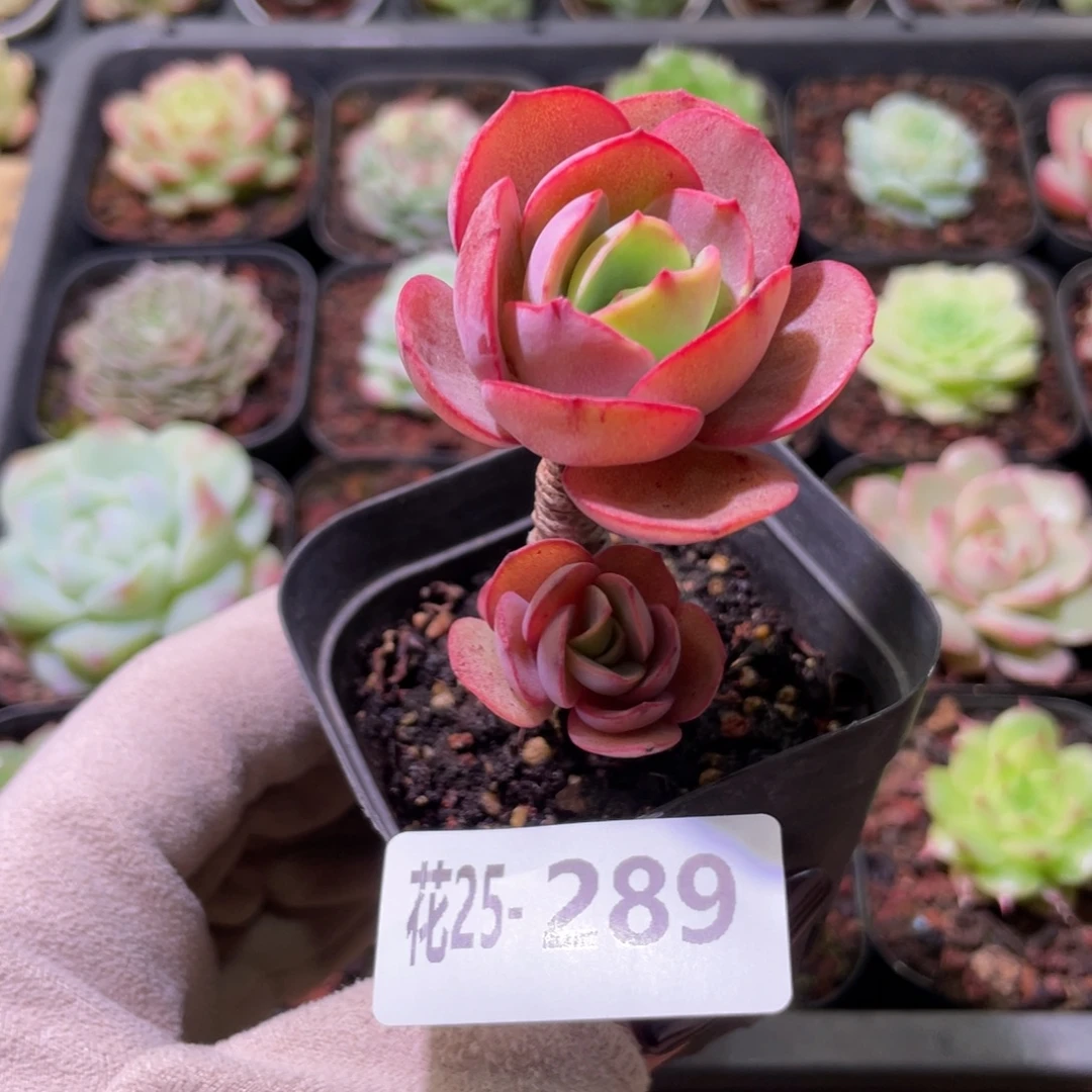 花利美25-289秀妍