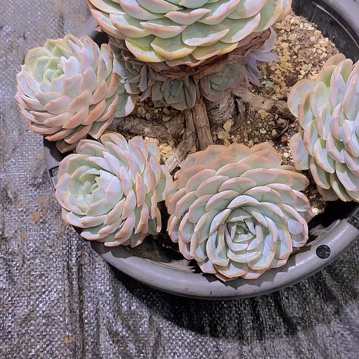 L***J蓝色惊喜多肉植物老桩