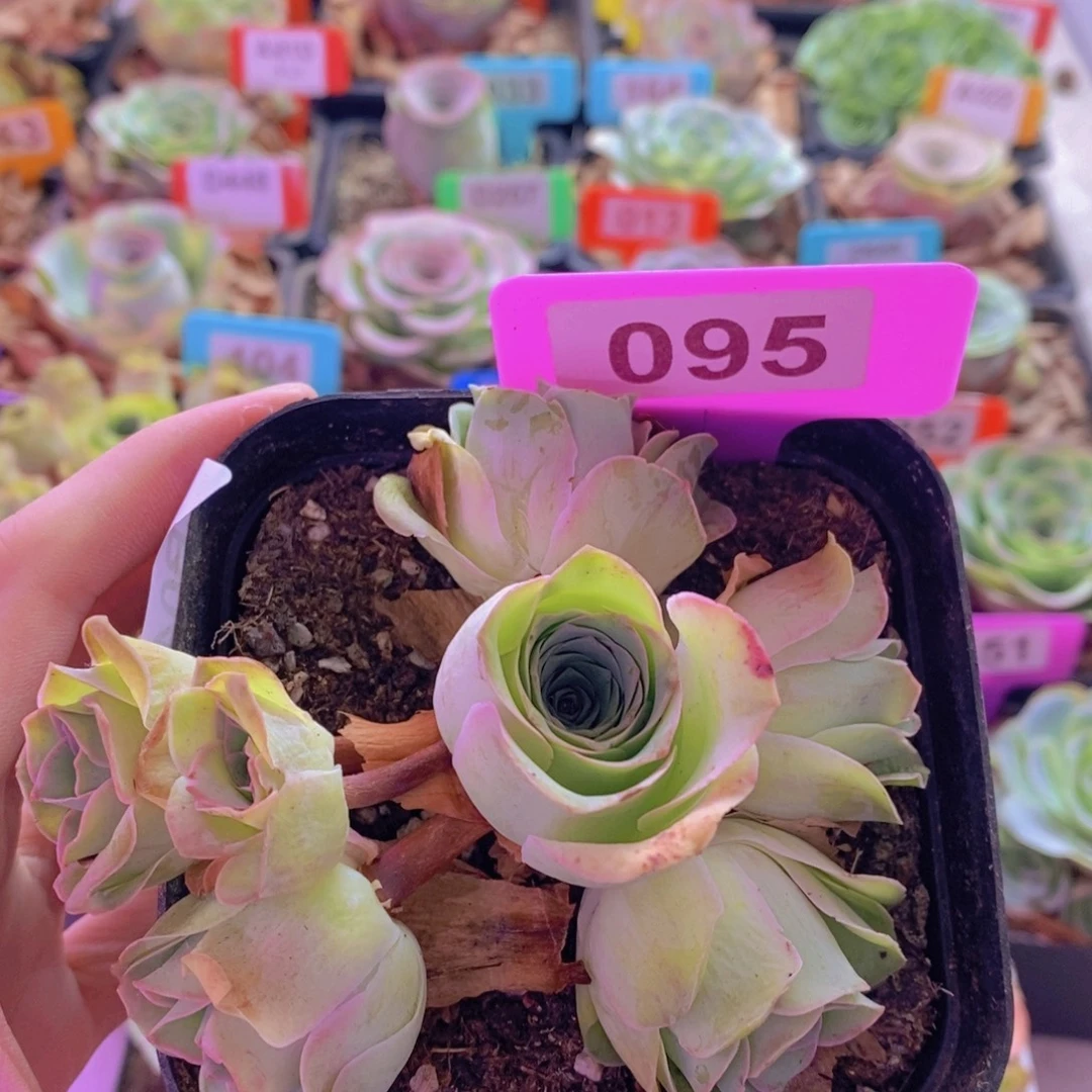 山地玫瑰一物一拍粉红佳人095