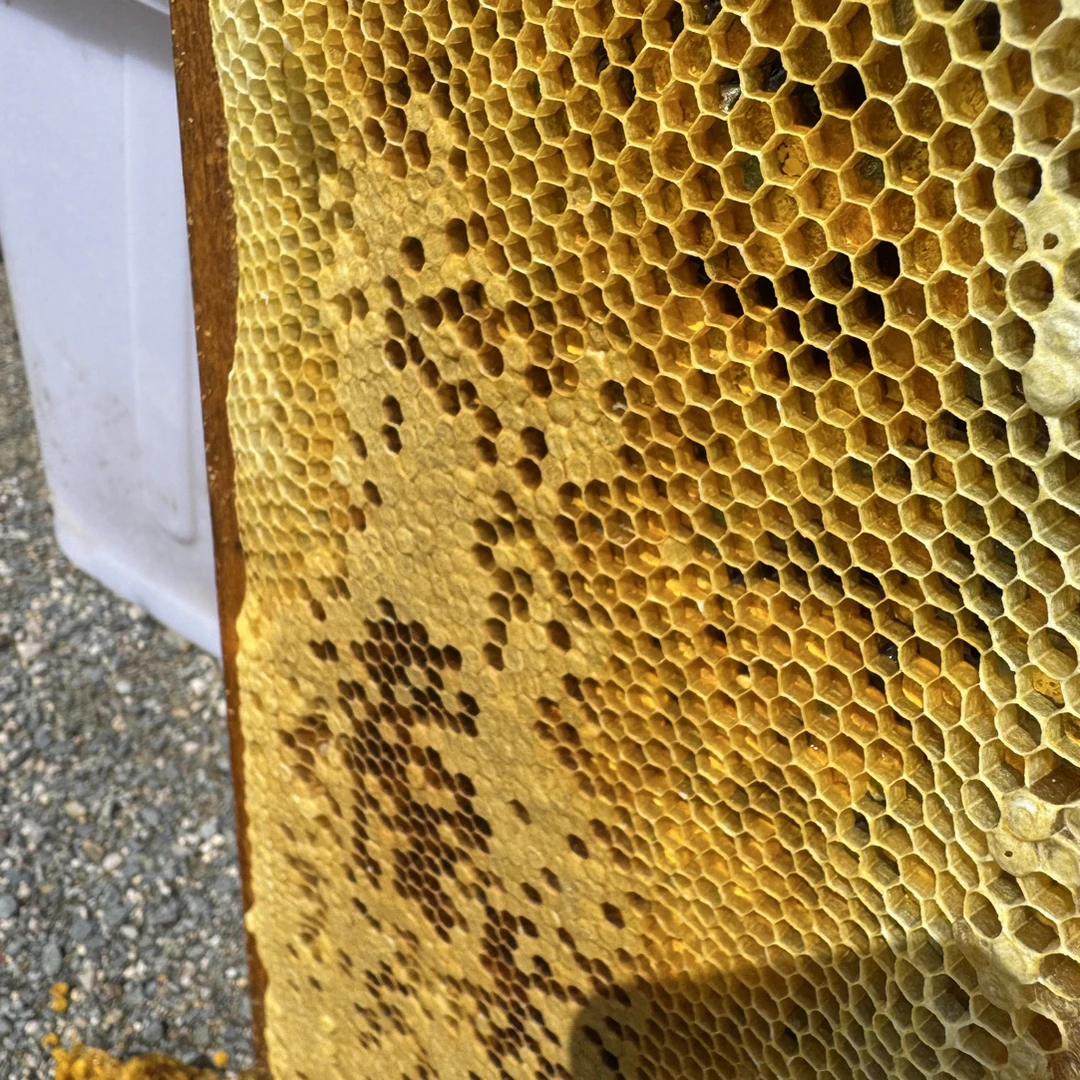 贵州大山现场新蜂蜜蜜