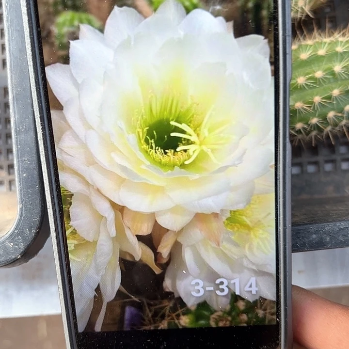 3-314毛侧牙20包邮仙人球9