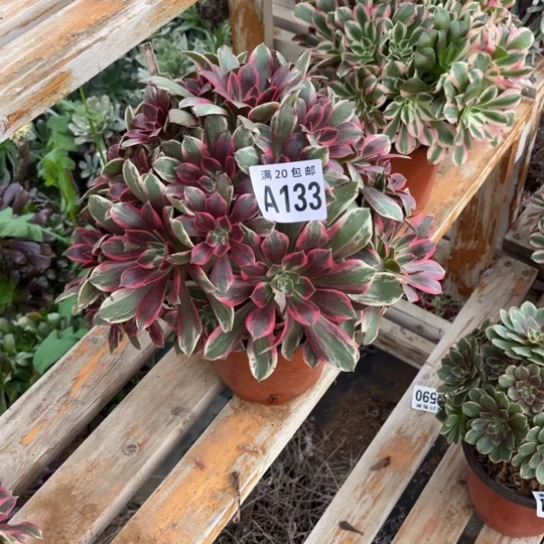 133浣纱法师不包断枝