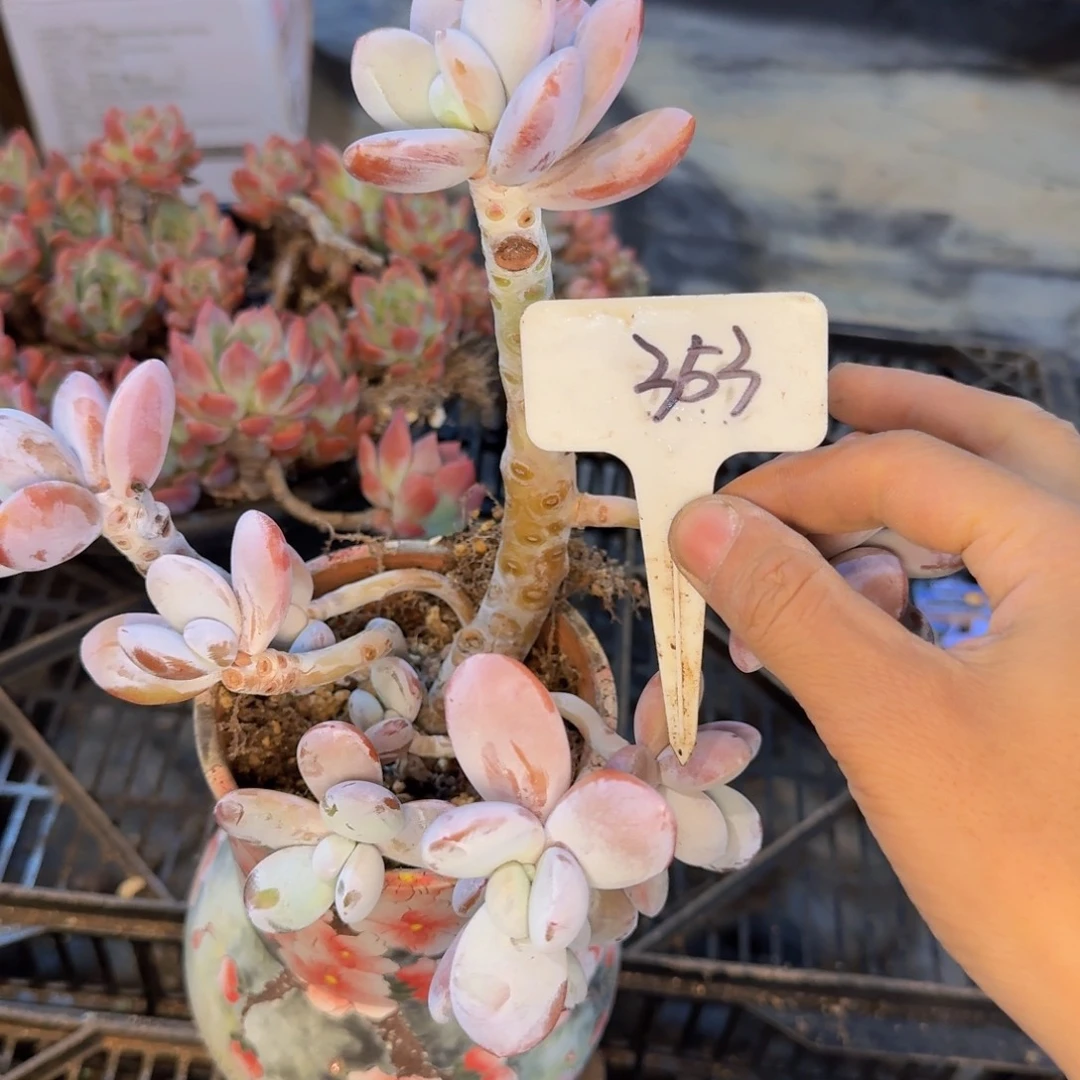 多肉葡萄的味道真的