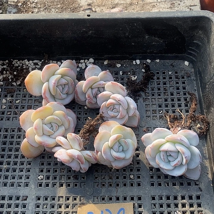 ****o无花朵2120号一物一拍雪莲