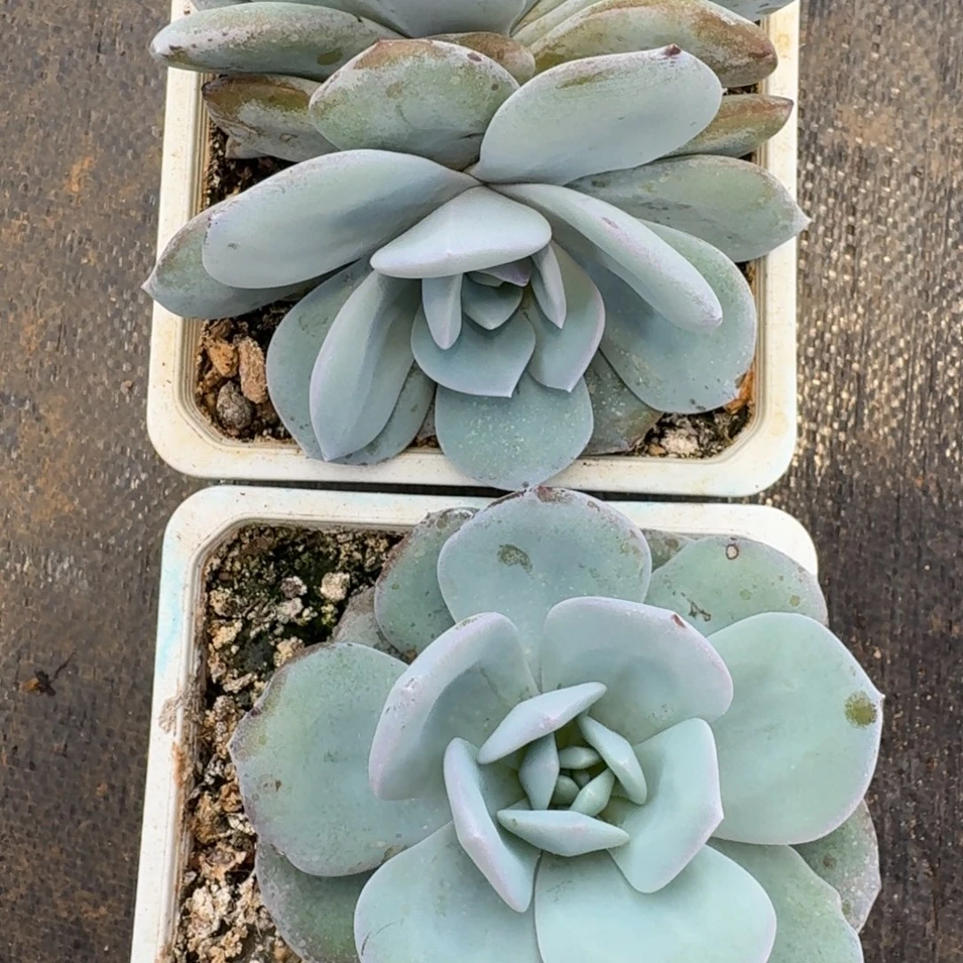 63韩版奶茶拍1发2
