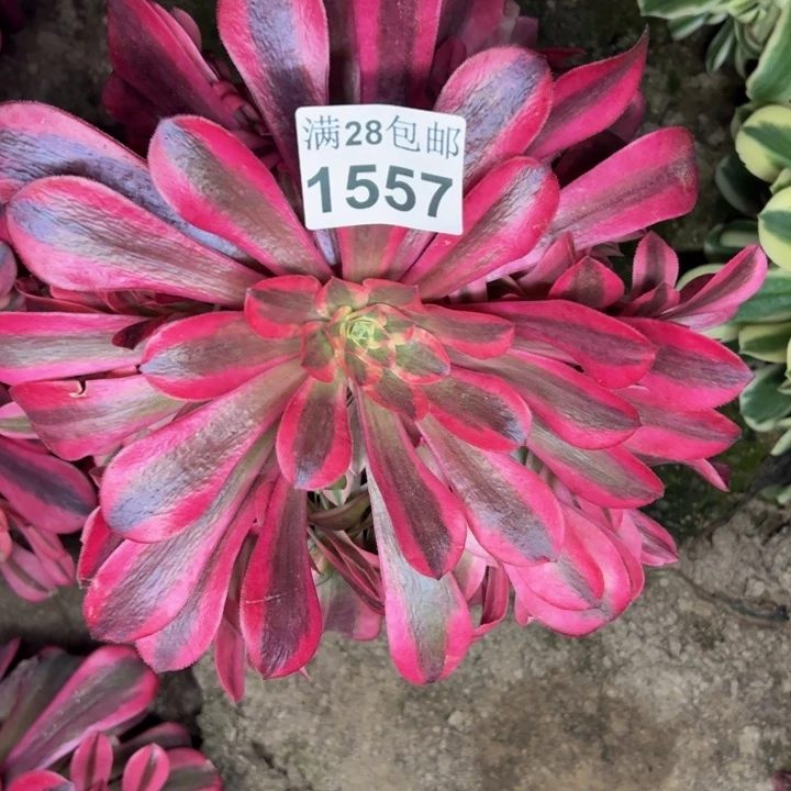 1557南美杜莎多肉植物