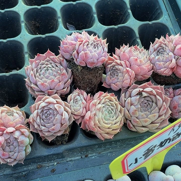 小朱砂痣1元带土发